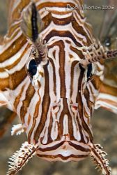 Lionfish portrait from Paradise Pier Pulisan Northern Sul... by Dr Bob Whorton 